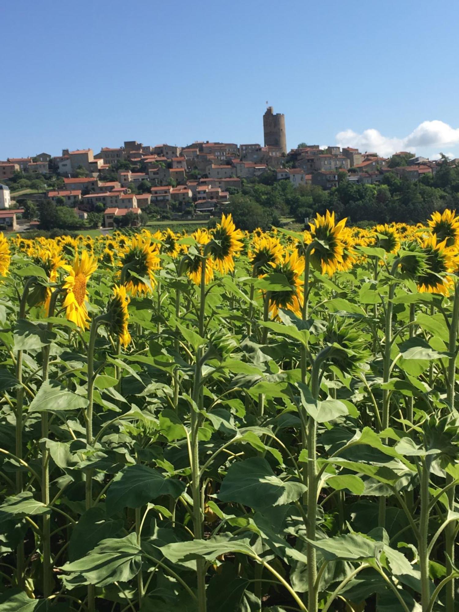 La Charmeraie Montpeyroux  Luaran gambar
